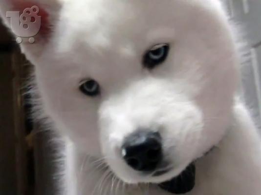 Χάσκυ Σιβηρίας (Siberian Husky)